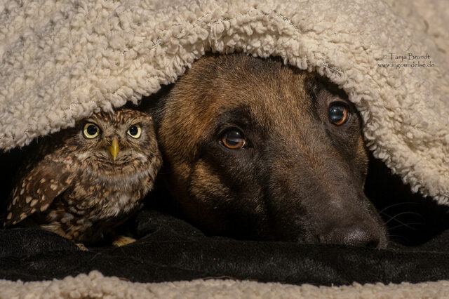 ingo-else-dog-owl-friendship-tanja-brandt-10 ingo else dog owl friendship tanja brandt 10