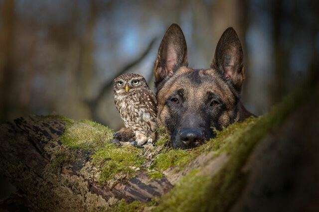 ingo-else-dog-owl-friendship-tanja-brandt-4 ingo else dog owl friendship tanja brandt 4