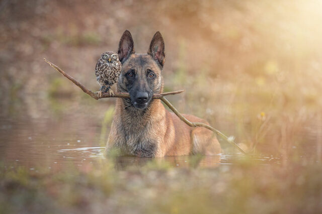 ingo-else-dog-owl-friendship-tanja-brandt-8 ingo else dog owl friendship tanja brandt 8
