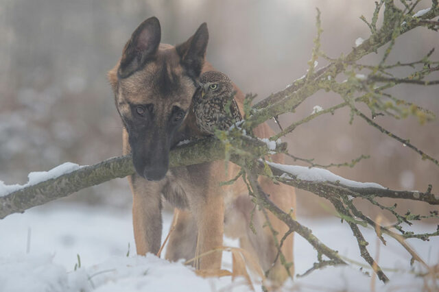 ingo-else-dog-owl-friendship-tanja-brandt-9 ingo else dog owl friendship tanja brandt 9