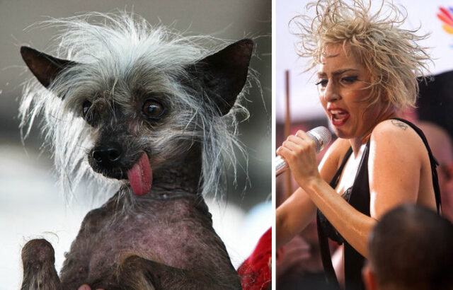 lady gaga