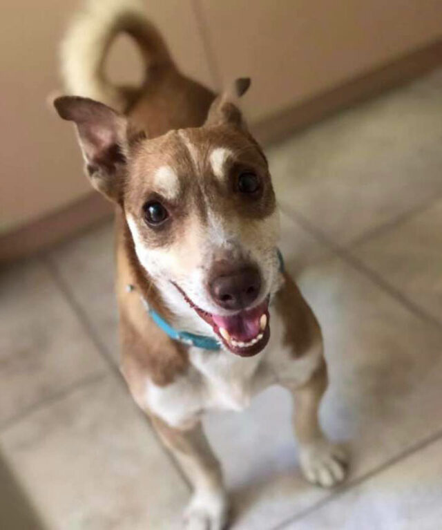 senior dog bailey happiest 13 birthday 3 5e4d075fcaaec 700