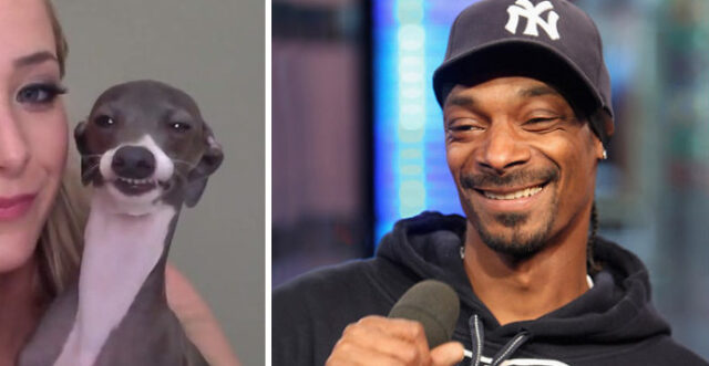 snoop dog
