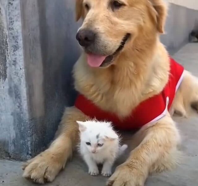 stray-kitten-and-golden-retriever-5 stray kitten and golden retriever 5