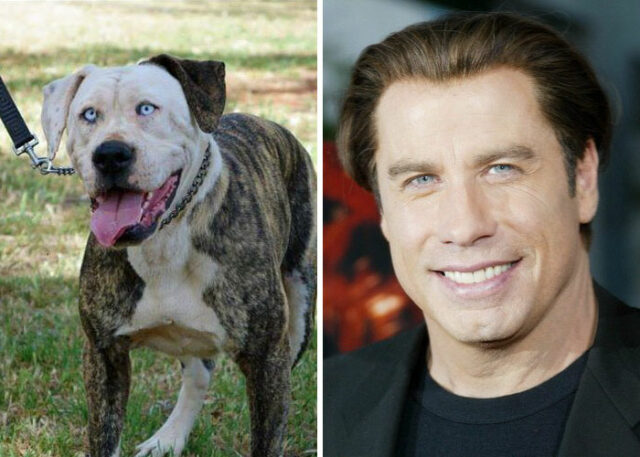 travolta