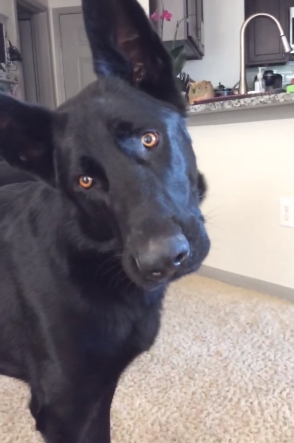 <center><a href="https://www.youtube.com/watch?v=e3V952ConoI" target="_blank" rel="noopener">Image Credit from YouTube video</a></center>