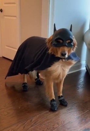 Bat Dog