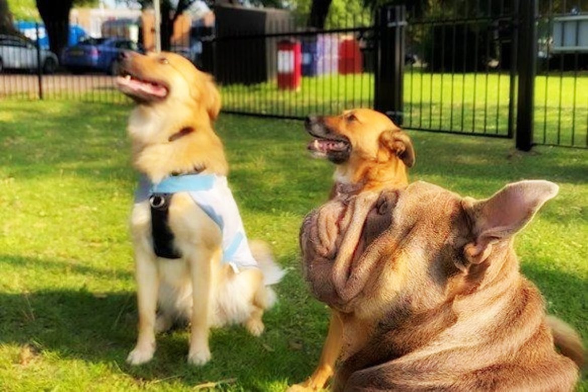 Dog Training 2023