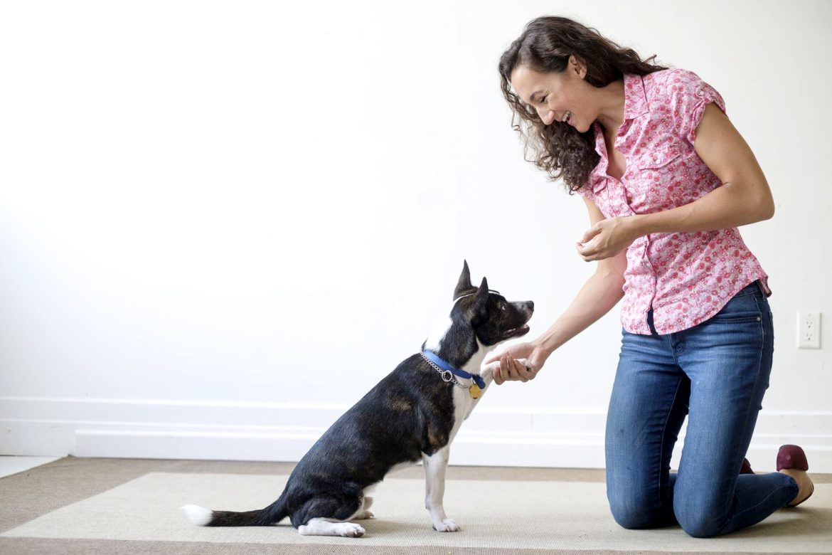 Dog Training Tips