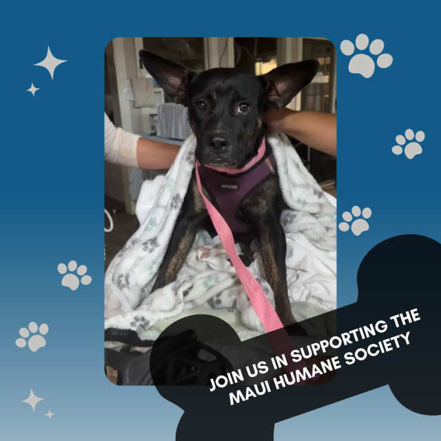 Medium sized black dog with perked ears is covered in a blanket by two Maui Humane Society volunteers.