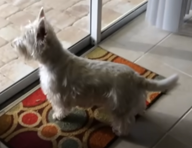 <center><a href="https://www.youtube.com/watch?v=g8iAs-HkcYc" target="_blank" rel="noopener">Image Credit from YouTube video</a></center>