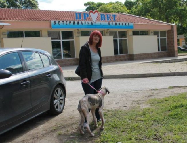 Dog visiting the vet