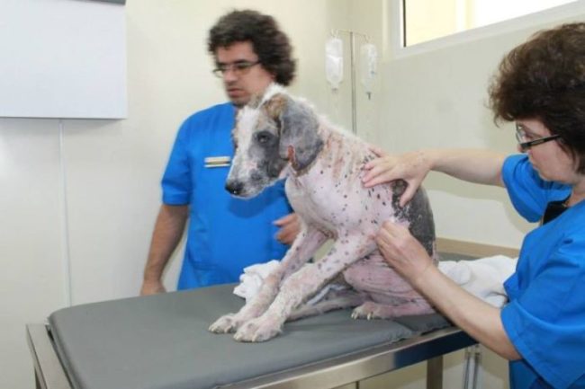 Dog's vaccination