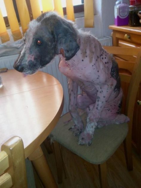 Dog showing signs of recovery