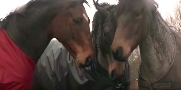 Horses running together