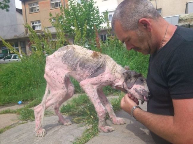 Rescuers approaching malnourished dog